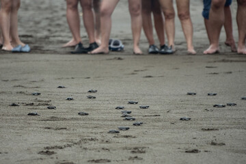 Baby turtles going to the sea in Nuqu&iacute;, Colombia, whith People observing