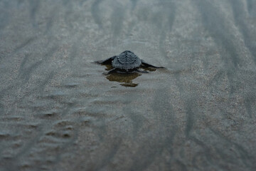 Footprints in the sand. Isolated Baby turtle on the sandy beach walking to the sea after leaving the nest