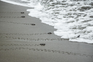  Baby turtles race to reach to the sea in Nuqu&iacute;, Colombia. Newborn sea turtles in the sand on the beach walking to the sea after leaving the nest