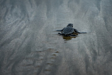 Isolated Baby turtle on the sandy beach walking to the sea after leaving the nest