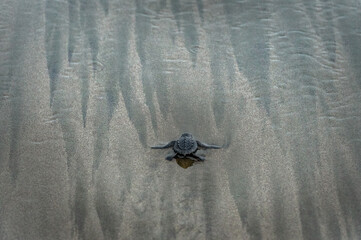 Isolated Baby turtle on the sandy beach walking to the sea after leaving the nest