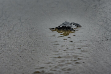 Newborn sea turtle crawling on sand of sea beach towards the ocean leaving mark on sand
