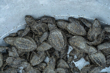 Newborn hatchling green sea turtles inside a bowl before releasing to ocean