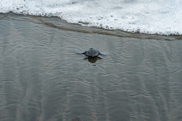 Newborn sea turtle crawling on sand of sea beach towards the ocean. white sea foam of wave seen at a distance
