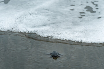 Newborn sea turtle crawls towards the sea on the shore along the sand. white sea foam of wave seen
