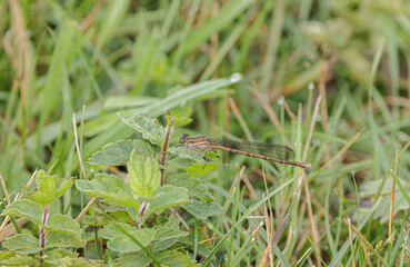 Variable Dancer, Argia fumipennis, female, in meadow near lake