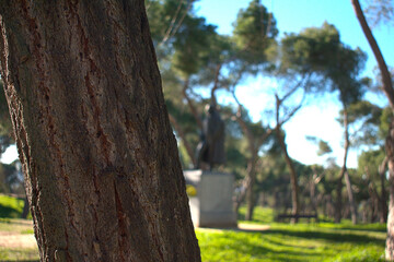 Obraz premium Corteza de árbol con bokeh