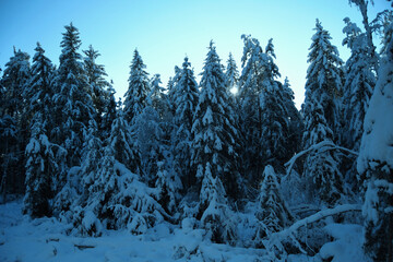 Sonne scheint durch verschneiten Wald