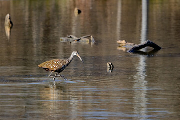 A bird normally found only in Florida and the tropics, this Limpkin is foraging in a wetland in Tulsa, Oklahoma.