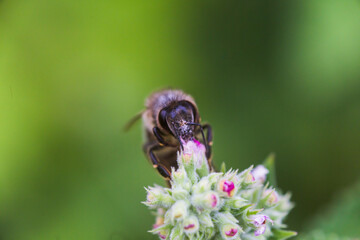 Lamium album, white nettle, white dead-nettle purple flowers. Honeybees collect nectar from the blooming Lamium album.
