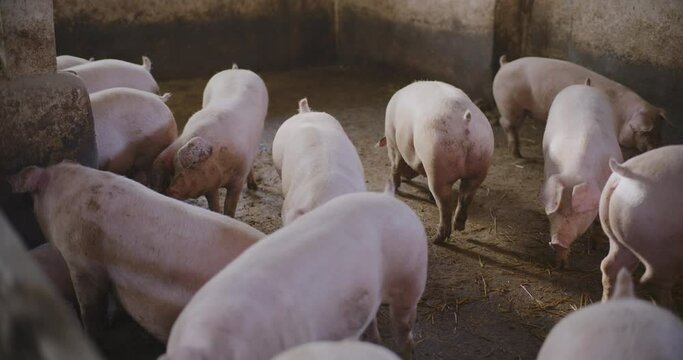 Swine Pigs Husbandry Modern Pig Farm Livestock Farm Pork Production