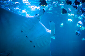 Raie Manta © marie