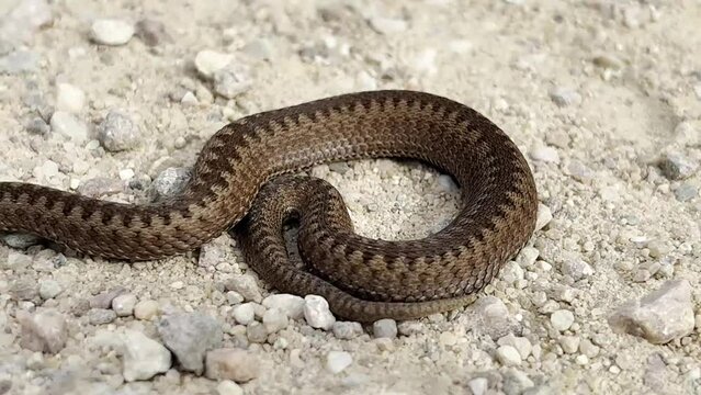 A deadly common viper, vipera berus, in nature. The venomous animal is curled up in a ball and crawling across the sand in the wild.