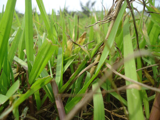 grass in the field