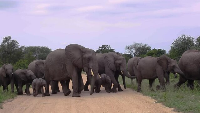 African bush elephant herd crossing safari road running in Kruger National park, South Africa ; Specie Loxodonta africana family of Elephantidae
