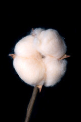 Cotton boll, over black. Soft, fluffy staple fiber that grows in a boll, or protective case, around...