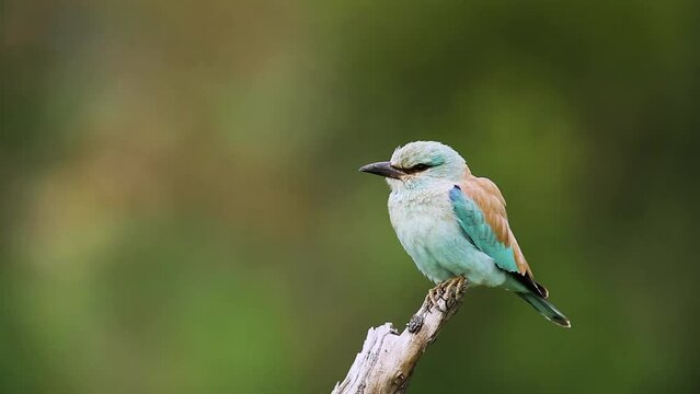 European Roller standing on log isolated in natural background in Kruger National park, South Africa ; Specie Coracias garrulus family of Coraciidae