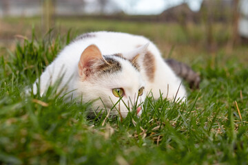 A white spotted cat lies in the grass, lurking while hunting