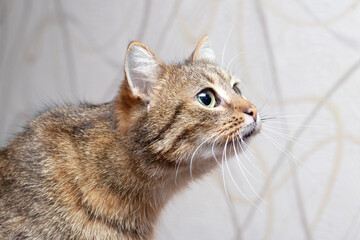 Portrait of a brown tabby cat with an attentive look in profile