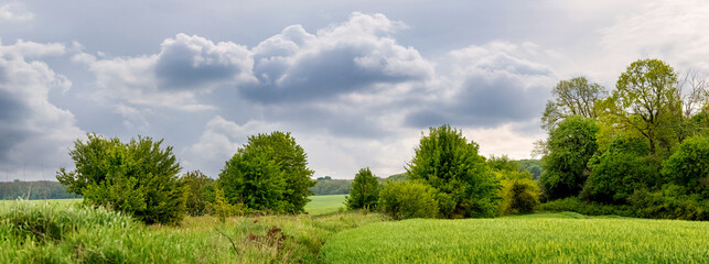 Spring or summer landscape with green grass and trees in the field and cloudy  sky