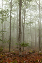 Naklejka premium Beautiful foggy morning forest landscape. Vertical shot.