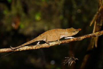 Endangered Lance-nosed chameleon (Calumma gallus) passing on a twig at Vohimana Reserve in eastern Madagascar