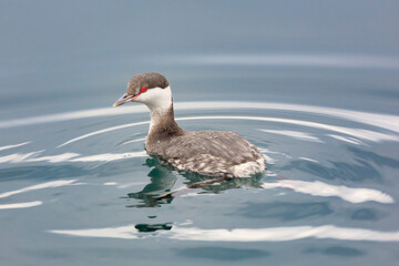 Horned grebe that came to Aomori Prefecture to spend the winter