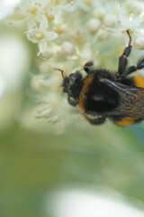 beautiful  blossom  of white  hydrangea  with working bumblebee at sunny day. macro