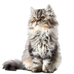 A cute sitting persian cat, transparent or isolated on white background
