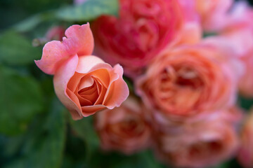 amazing royal double pink-apricot color roses blossom in garden. close up shot.