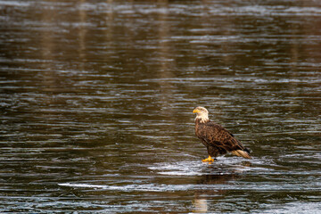An alert bald eagle stands on a frozen lake.
