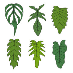 Set of color illustration with monstera creeper plant leaves. Isolated vector objects on white background.