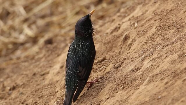 A starling sits on a slope and sings. A bird in a mating outfit. The voice of a starling.