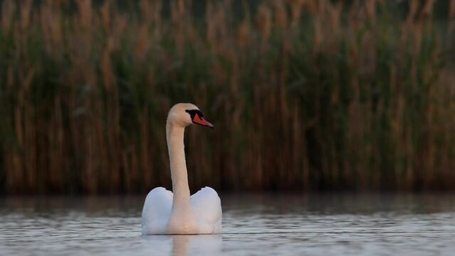 A swan is floating on the water. Beautiful morning light. A beautiful video with a white bird. Mute swan. The sounds of Acrocephalus