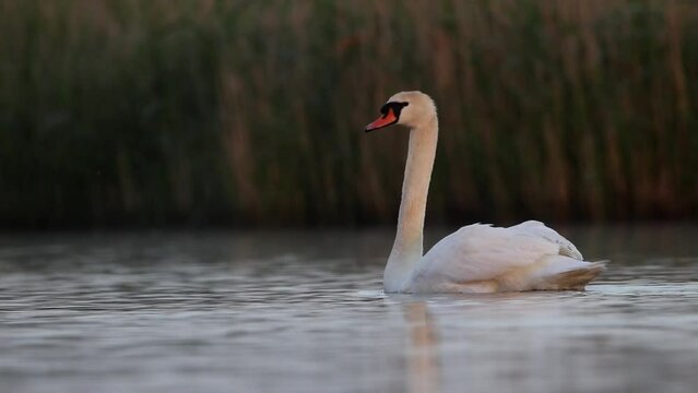 A swan is floating on the water. Beautiful morning light. A beautiful video with a white bird. Mute swan. The sounds of Acrocephalus