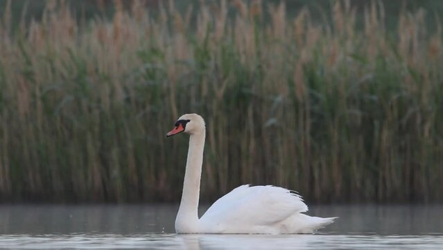 A swan is floating on the water. Beautiful morning light. A beautiful video with a white bird. Mute swan. The sounds of Acrocephalus