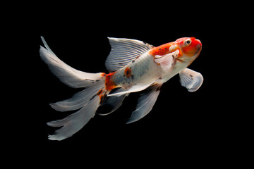 isolated on black background. Goldfish with clipping path.
isolated on black background. Goldfish with clipping path.
