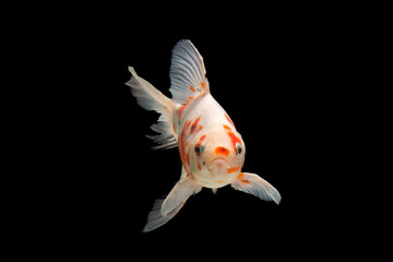 isolated on black background. Goldfish with clipping path.
isolated on black background. Goldfish with clipping path.
