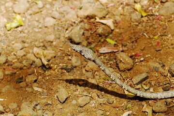 Leafnose snake (Langaha madagascariensis) at Ankarana National Park, Madagascar