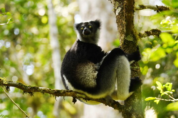 Indri (Indri indri) on a tree in the rainforest of Mantadia National Park in eastern Madagascar