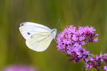 Green-veined white Butterfly - Pieris napi - resting on Origanum vulgare
