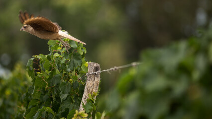 bird in flight