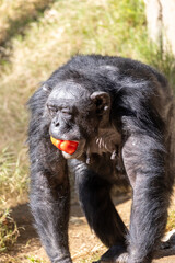 Chimpanzee with several fruit in its mouth