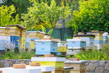 Sunset at the apiary. Honeybees in flight. Open the entrance to the yellow hive. Bees are returning...