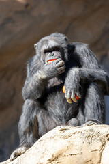 Chimpanzee eating a red fruit