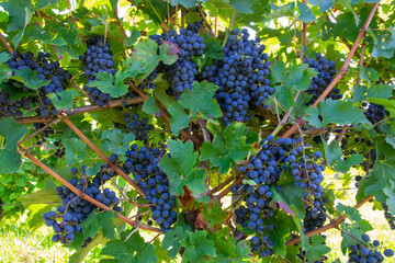 Large bunches of red wine grapes in vineyard. Green vineyards for wine production.