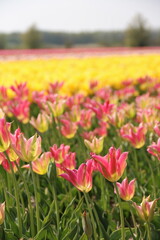 Wundervolle Tulpen auf Tulpenfeld in Holland