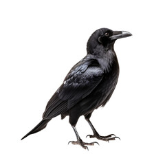 Raven isolated on white or transparent background 