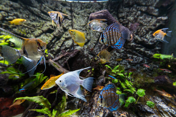Aquarium communautaire - 700741264