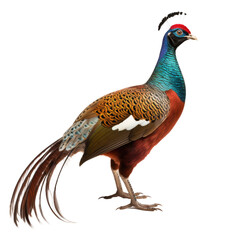 Ringneck pheasant isolated on white or transparent background